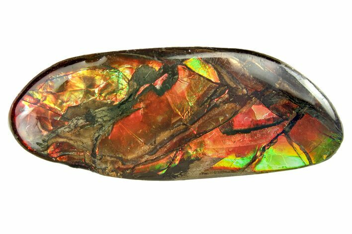 Iridescent Ammolite (Fossil Ammonite Shell) - Alberta #279964